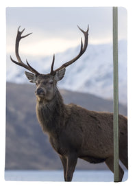Legacy Notebook A5 - Stag (CL53N-ST)